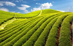 State Development Plan, Assam